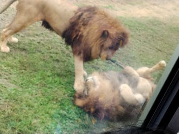 岩手サファリパークに投稿された画像（2024/9/15）