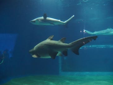 アクアワールド茨城県大洗水族館に投稿された画像（2024/9/15）