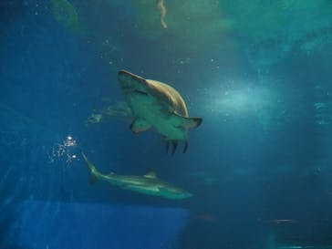 アクアワールド茨城県大洗水族館に投稿された画像（2024/9/15）