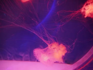 アクアワールド茨城県大洗水族館に投稿された画像（2024/9/15）