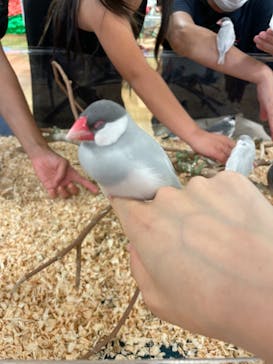 いきもの探検隊湘南に投稿された画像（2024/9/15）