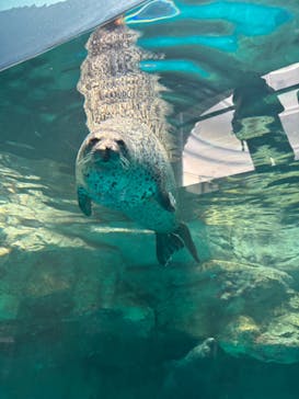 アクアワールド茨城県大洗水族館に投稿された画像（2024/9/15）