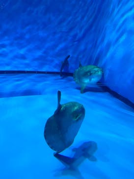 アクアワールド茨城県大洗水族館に投稿された画像（2024/9/15）