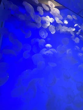 アクアワールド茨城県大洗水族館に投稿された画像（2024/9/15）