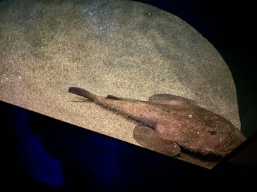 アクアワールド茨城県大洗水族館に投稿された画像（2024/9/15）