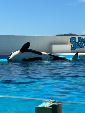 鴨川シーワールドに投稿された画像（2024/9/15）