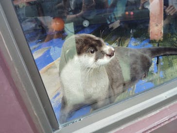 ゼロ距離水族館 伊勢シーパラダイスに投稿された画像（2024/9/15）