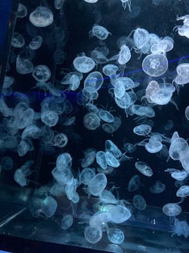 京都水族館に投稿された画像（2024/9/15）