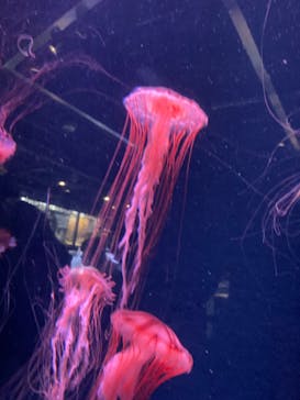 京都水族館に投稿された画像（2024/9/15）