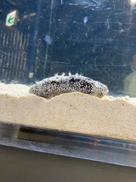 京都水族館に投稿された画像（2024/9/15）