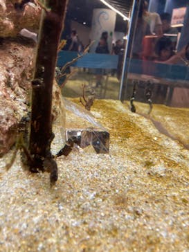 京都水族館に投稿された画像（2024/9/15）