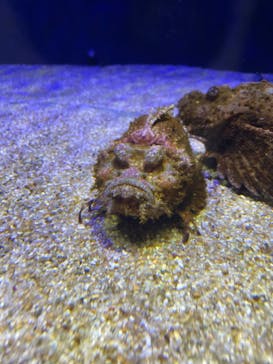 四国水族館に投稿された画像（2024/9/16）