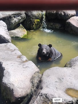 奥飛騨クマ牧場に投稿された画像（2024/9/16）