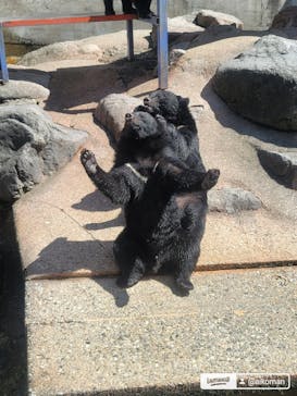 奥飛騨クマ牧場に投稿された画像（2024/9/16）