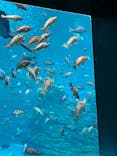 上越市立水族博物館 うみがたりに投稿された画像（2024/9/16）