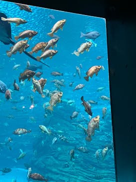 上越市立水族博物館 うみがたりに投稿された画像（2024/9/16）