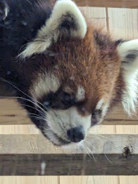 名古屋市東山動植物園に投稿された画像（2024/9/16）