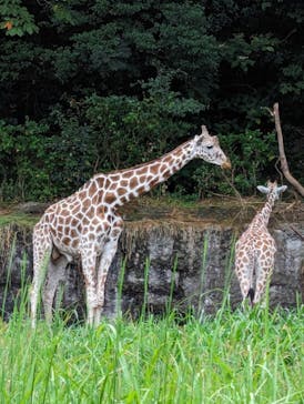名古屋市東山動植物園に投稿された画像（2024/9/16）