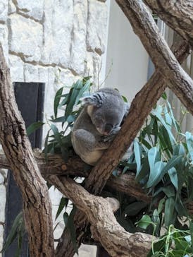 名古屋市東山動植物園に投稿された画像（2024/9/16）