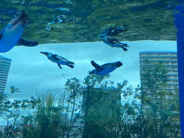 サンシャイン水族館に投稿された画像（2024/9/16）