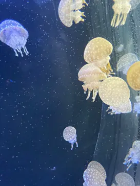 仙台うみの杜水族館に投稿された画像（2024/9/16）