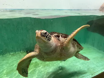 仙台うみの杜水族館に投稿された画像（2024/9/16）