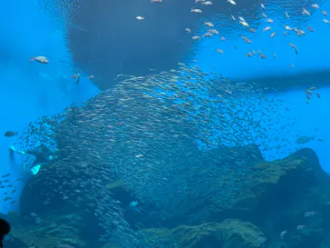 仙台うみの杜水族館に投稿された画像（2024/9/16）