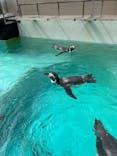 下田海中水族館に投稿された画像（2024/9/16）