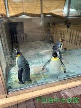 下田海中水族館に投稿された画像（2024/9/16）