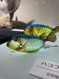 ギョギョッとサカナ★スター展　～お魚たちが教えてくれる海のこと～に投稿された画像（2024/9/16）