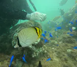 武藤潜水に投稿された画像（2024/9/16）