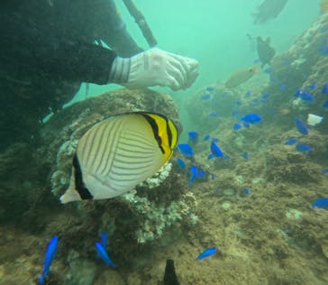 武藤潜水に投稿された画像（2024/9/16）