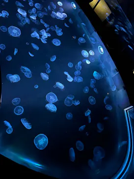 すみだ水族館に投稿された画像（2024/9/16）