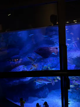 すみだ水族館に投稿された画像（2024/9/16）