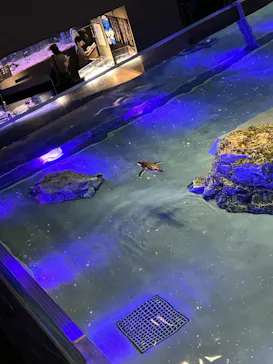 すみだ水族館に投稿された画像（2024/9/16）