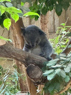名古屋市東山動植物園に投稿された画像（2024/9/16）