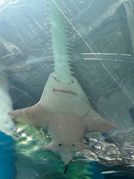 マクセル アクアパーク品川に投稿された画像（2024/9/16）