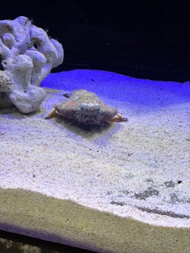 マクセル アクアパーク品川に投稿された画像（2024/9/16）