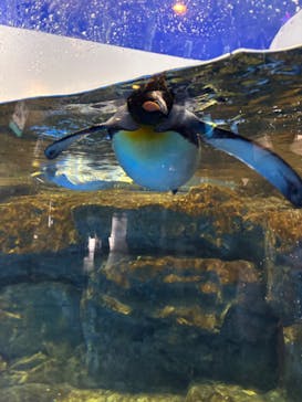 マクセル アクアパーク品川に投稿された画像（2024/9/16）