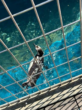 上越市立水族博物館 うみがたりに投稿された画像（2024/9/16）