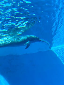 上越市立水族博物館 うみがたりに投稿された画像（2024/9/16）