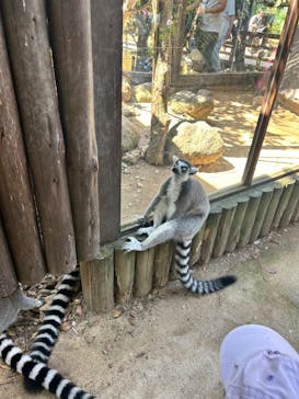 神戸どうぶつ王国に投稿された画像（2024/9/16）