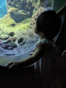 新江ノ島水族館に投稿された画像（2024/9/16）