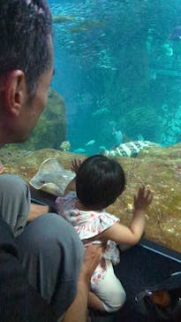 新江ノ島水族館に投稿された画像（2024/9/16）