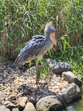 神戸どうぶつ王国に投稿された画像（2024/9/16）