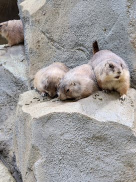 神戸どうぶつ王国に投稿された画像（2024/9/16）