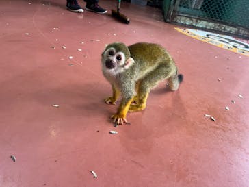 那須ワールドモンキーパークに投稿された画像（2024/9/16）