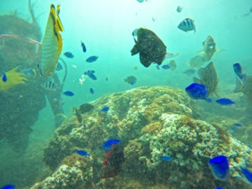 武藤潜水に投稿された画像（2024/9/16）