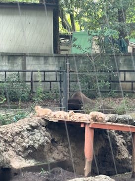 恩賜上野動物園に投稿された画像（2024/9/16）