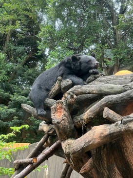恩賜上野動物園に投稿された画像（2024/9/16）